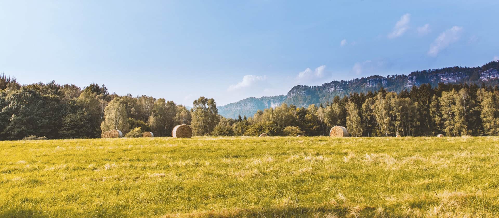Ein gelbes Feld unter blauem Himmel